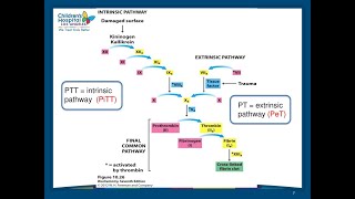 شرح مبسط لintrinsicampertrnsic pathway [upl. by Laktasic445]