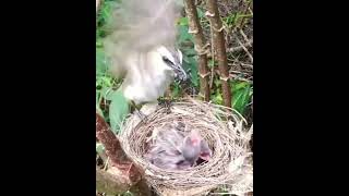 Burung Trucukan Murah Tapi Mewah trucukan burungkicau burunggacor [upl. by Suhcnip]