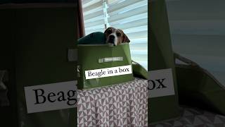 Beagle in a Box beagle funnydogs sillydogs [upl. by Nilam]