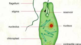 Lc10Nutrition in Euglena BSc 1st yearZoology byPrahalad Sir [upl. by Maryjane]