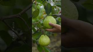 Unique Technique for Growing Guava Plant plants farming shorts tree [upl. by Lalittah]