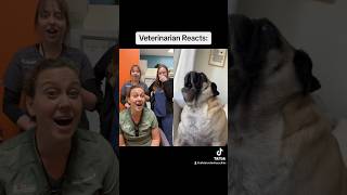 This Pug Has The LOUDEST Scream 😱 shorts [upl. by Eelessej]