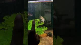 spotted gar 😎🦖 Lepisosteus oculatus spotted garfish aminal garfish monsterfish aquarium [upl. by Aderfla]