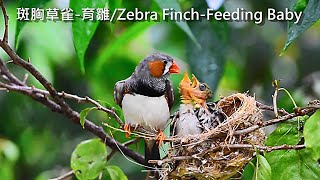 斑胸草雀珍珠鳥Zebra Finch [upl. by Czarra878]