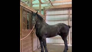 Black Percheron Horse ❤️ 🎥 Windermere Farms [upl. by Sorvats888]