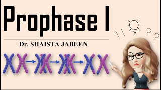 Prophase 1 Stages I Leptotene Zygotene Pachytene Diplotene Diakinesis I Meiosis1 I Recombination [upl. by Eelynnhoj]