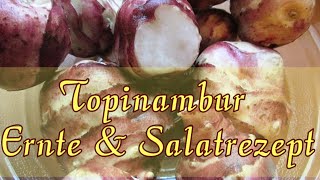 Topinambur Rezept und Ernte [upl. by Lossa187]