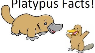 Platypus facts [upl. by Inek]