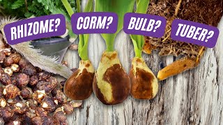 Rhizomes Corms Tubers and Bulbs Oh My  Learn the Difference  Plant Nerd Series Episode 2 [upl. by Misha23]