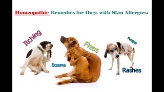 Homeopathic Remedies for Dogs Skin Allergies Itching Fleas amp Rashes [upl. by Borchert978]