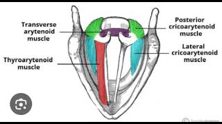 Intrinsic muscles of larynx [upl. by Mundford]