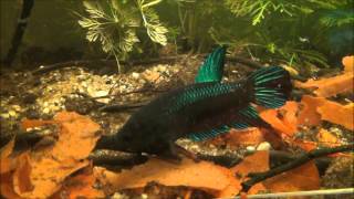 Siamesischer Kampffisch Betta splendens Wildtyp [upl. by Vidda]