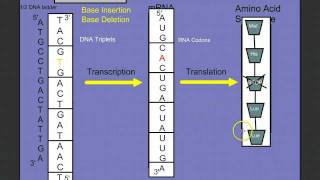 Introduction to Protein Synthesis [upl. by Nesahc]