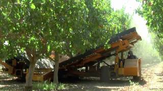 2010 Pistachio harvest [upl. by Ekim]