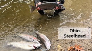 Ohio Steelhead Fishing We Caught So Many [upl. by Godfrey853]