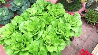 Tips To Grow Brassica From Seeds [upl. by Everara]