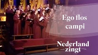 Nederland Zingt Ego flos campi [upl. by Yrellav]