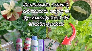 Black thrips control in chilli  What to spray ಮೆಣಸಿನಕಾಯಿ ಥ್ರಿಪ್ಸ್ ಕಂಟ್ರೋಲ್ ಗೆ ಏನು ಸ್ಪ್ರೇ ಮಾಡುವುದು [upl. by Polinski]