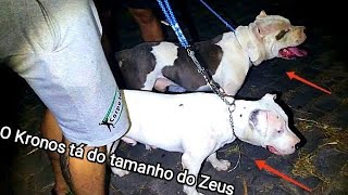 VBK e Pinheiro Bull Kennel levando pitbulls no cemitério mal assombrado  VBK [upl. by Orban195]