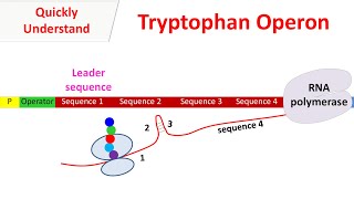 Tryptophan operon [upl. by Novy]