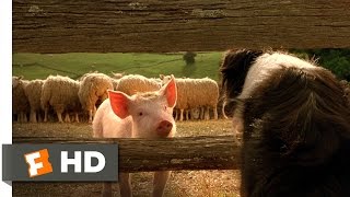 Babe the New Sheepdog  Babe 49 Movie CLIP 1995 HD [upl. by Flodur329]