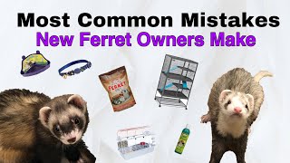 Most Common Mistakes New Ferret Owners Make [upl. by Klehm]