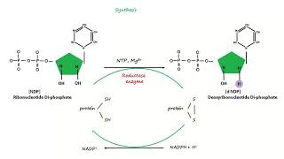 Deoxyribonucleotide Synthesis [upl. by Naimad]