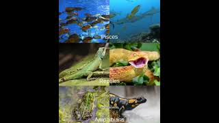 Coldblooded Animals coldblooded poikilothermic organisms reptiles amphibia viral [upl. by Marutani]