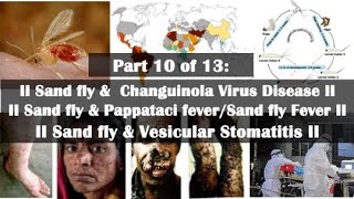 Role of Sand Flies in Spreading Changuinola Fever Papataci Fever and Vesicular Stomatitis viruses [upl. by Silado]