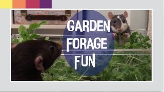 Rat Forage Enrichment  A Planted Dig Box [upl. by Hallsy]