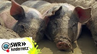 Wieso quieken Schweine  OLIs Wilde Welt  SWR Kindernetz [upl. by Biddy]