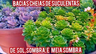 LINDAS BACIAS CHEIAS DE SUCULENTAS [upl. by Iinde]