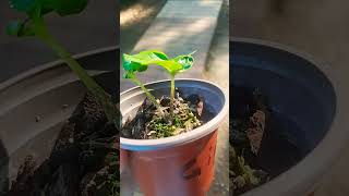 Amorphophallus gigas germinated seed polyembryony [upl. by Martica]