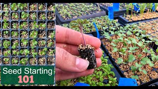 Seed Starting 101  How We Start Seeds  Germinating Seeds Fast  Detailed Lesson  Garden Farm [upl. by Haisi]