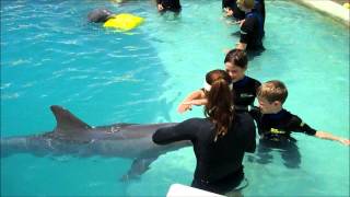 Children Swim with Dolphins Miami [upl. by Eiramanel]