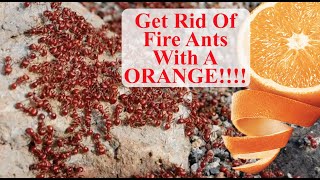 Fire ants in vegetable garden raisedgardenbed garden gardening cc [upl. by Cort]