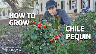 The Complete Guide to Growing Chile Piquin Capsicum annuum [upl. by Linell353]