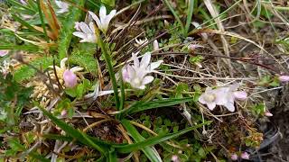 Picturesque Majesty Bog Pimpernels View in the Lake District [upl. by Naujet]