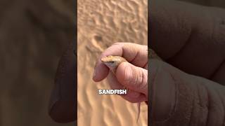 This is the sandfish [upl. by Ki]