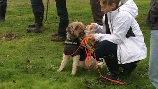 TruffleTV Truffle hunting with dogs  the Lagotto Romagnolo [upl. by Aiceila]