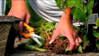 Planting amp Growing Flower Bulbs  How to Dig amp Store Tuberous Begonias [upl. by Augustus]