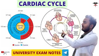 Cardiac Cycle  CVS Physiology  MBBS  Nursing  BMLT  DMLT lecturer [upl. by Eustashe]