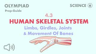 Human Skeletal System  Limbs Girdles Joints amp Movement Of Bones [upl. by Jasper171]