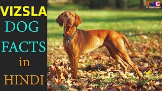 VIZSLA Dog Facts In Hindi  Popular Dog Breeds  The Ultimate Channel [upl. by Alauqahs552]