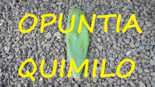 Opuntia quimilo 🌵🌵🌵 [upl. by Benenson]