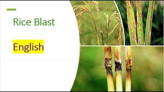 Rice Blast Disease Symptoms and Effective Management Strategies English [upl. by Atinav]