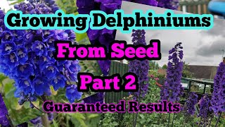 Growing DELPHINIUMS from seed part 2 [upl. by Sackey]