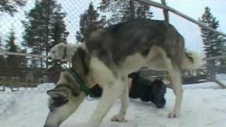 Husky Camp Lappland Teil 4 [upl. by Ttenneb]