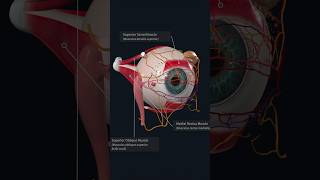 Structures of Extraocular Movement anatomy eyes medical medicalstudent [upl. by Chernow]