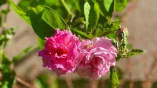 Fragrant Climbing Rose  Zephirine Drouhin  A Hint Of Perfume In The Air [upl. by Anaiq]